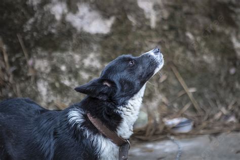 黑狗圖